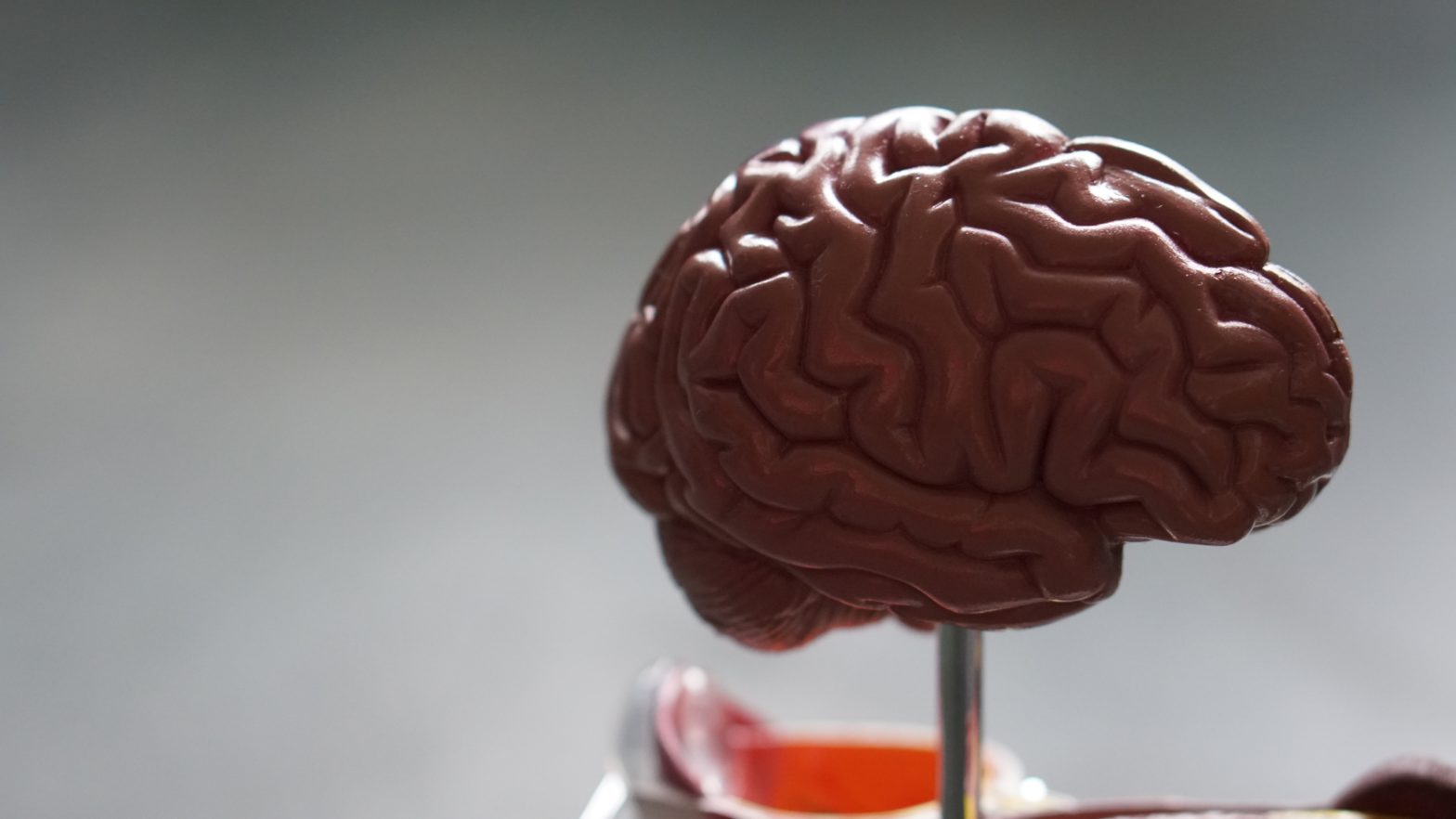 ce que vous devez savoir sur la neuroergonomie uxplain